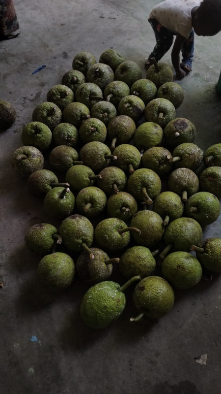 Breadfruit